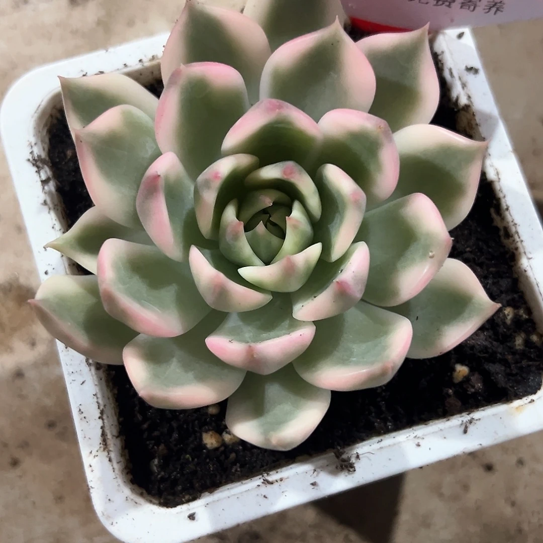 星***星181号琉璃盏锦多肉植物