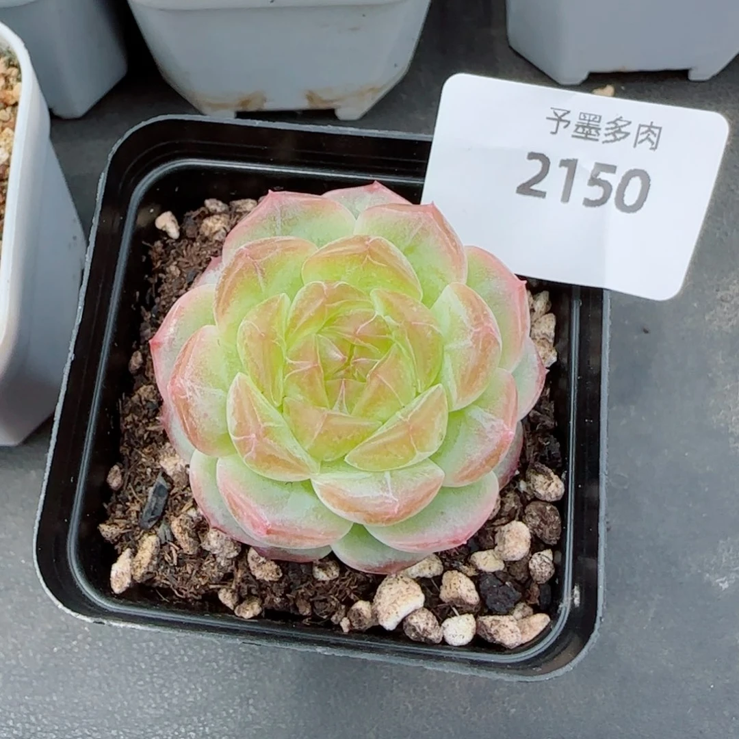 无尽灯，2150多肉植物