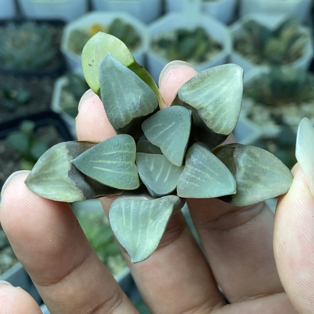 MBB6512头盖无根一物一拍
