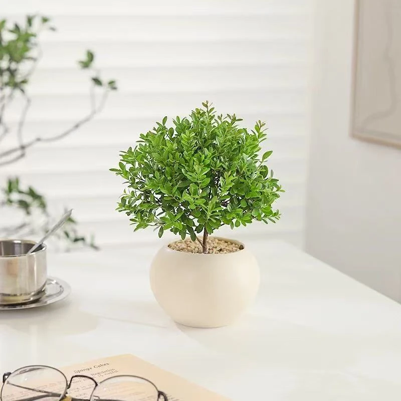 小叶赤楠客厅盆景基地直发盆栽办公室内茶室绿植摆件鲜活花卉花盆