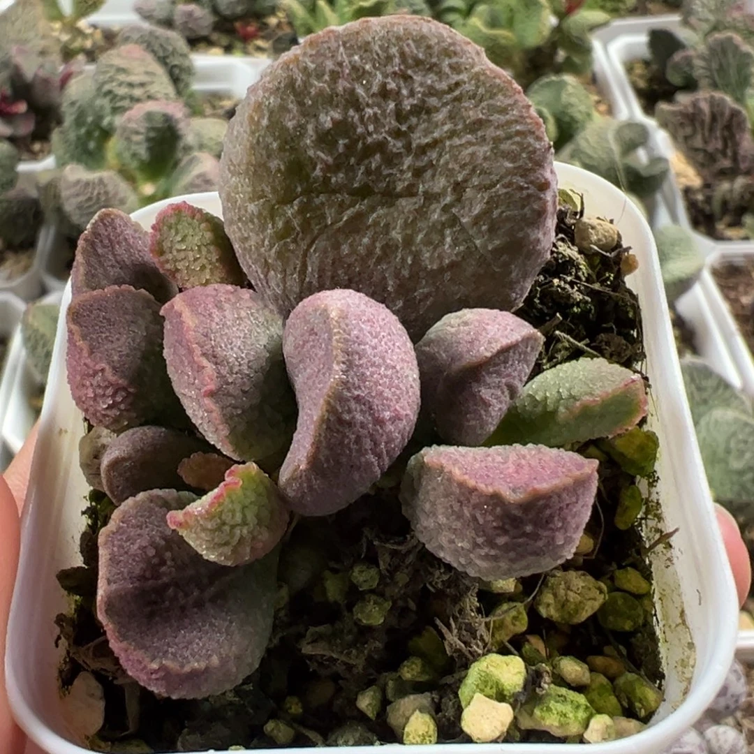 实生新品大苗多肉植物水泡