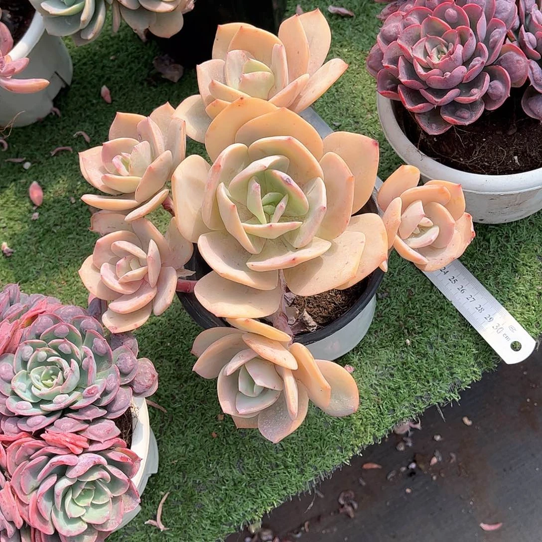 烁*熙白凤多肉植物保护10