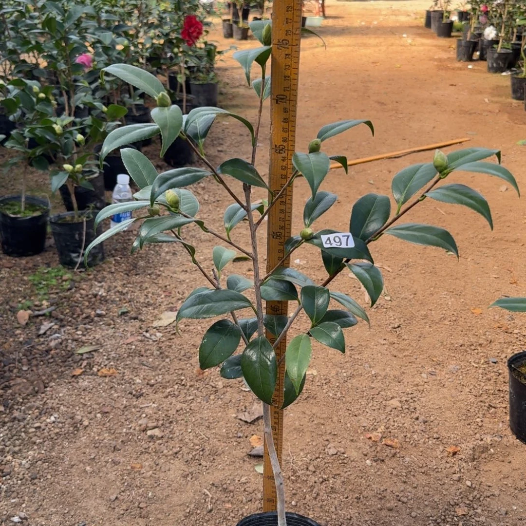 少量花朵（建议范围：2朵-5朵 或40%以下）497雅子