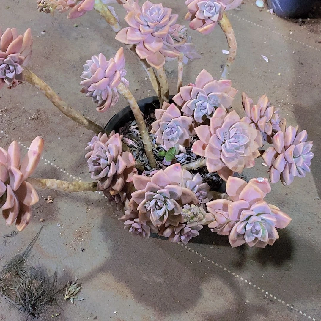 幽灵公主整桩老桩特价元宵捡漏