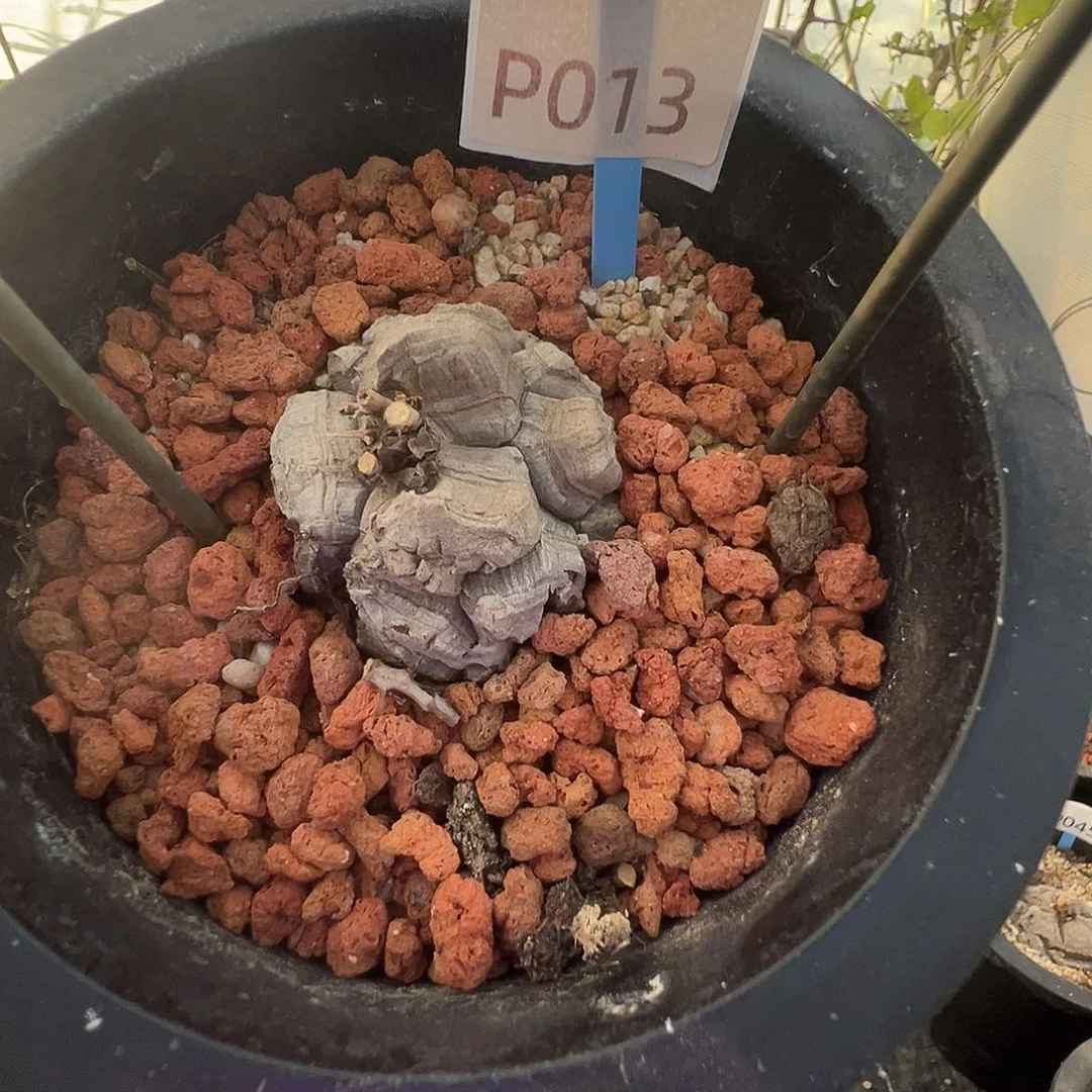 多肉植物专拍 一物一拍 南非龟甲龙013