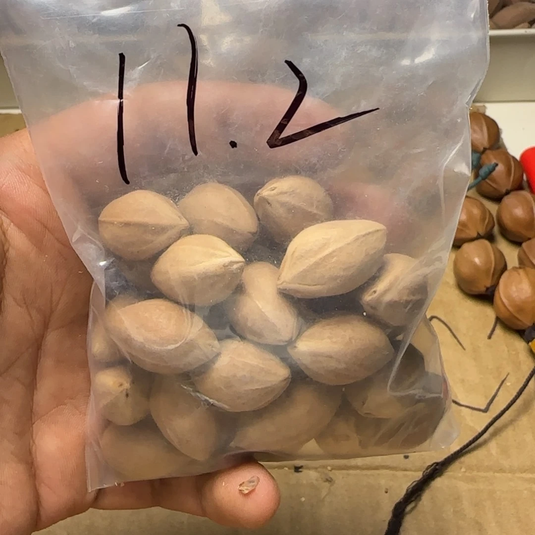 【闪购商品】橄榄核手串/手链111111111