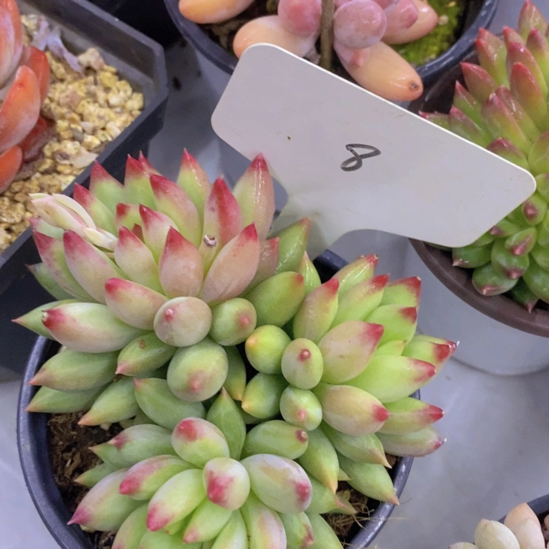 开心多肉，买5给1号