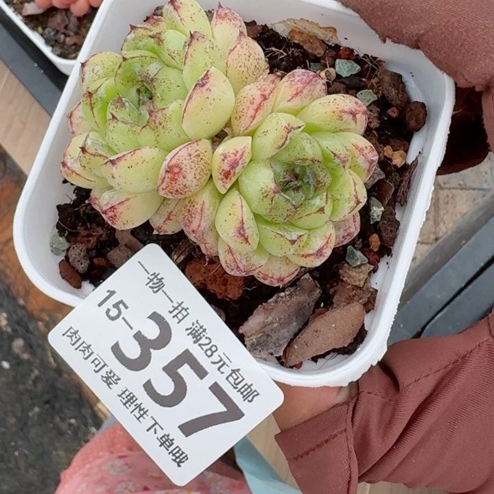赤水晶多肉无盆土发货多