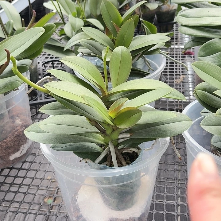 当前无花朵，栽培后可花朵新品小叶巴掌叶2颗高品质