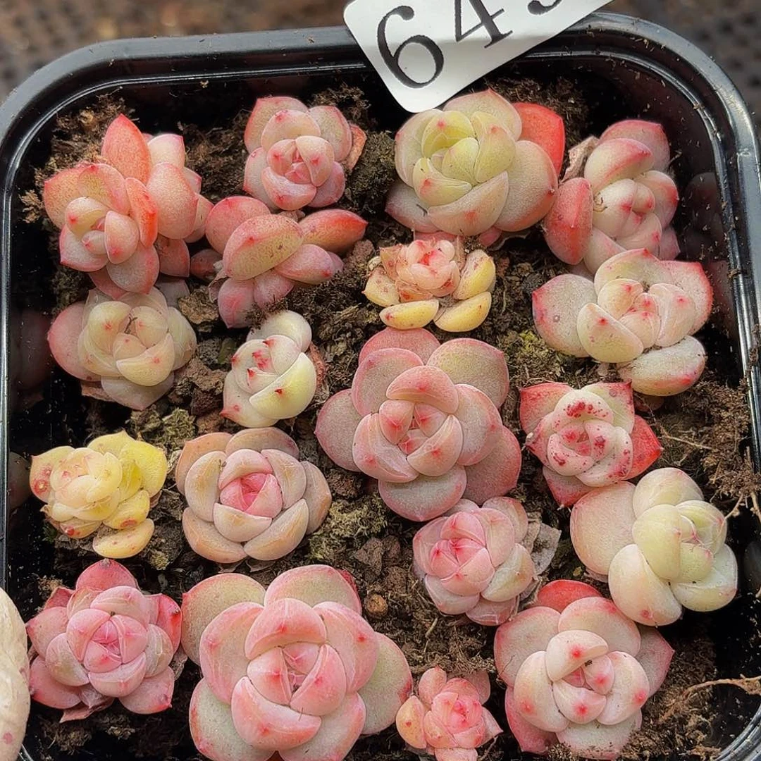 多肉植物多肉植物649