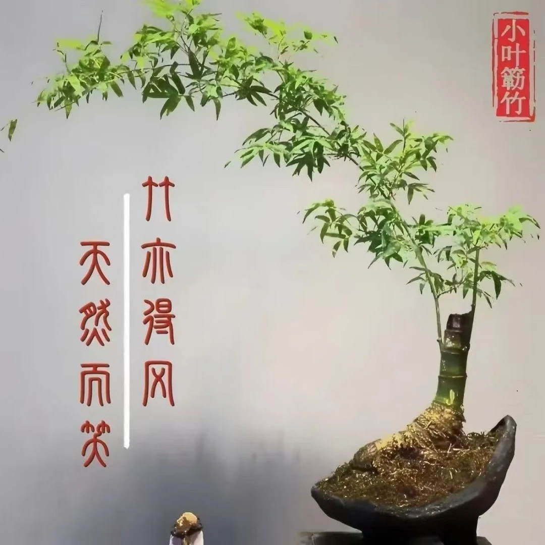 【快递包邮】小叶簕竹 创意盆景 四季常青好养护