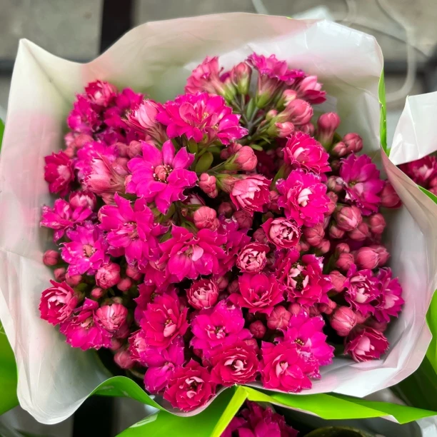 新疆包邮、稀缺重瓣长寿紫缤、室内盆栽四季开花带花苞