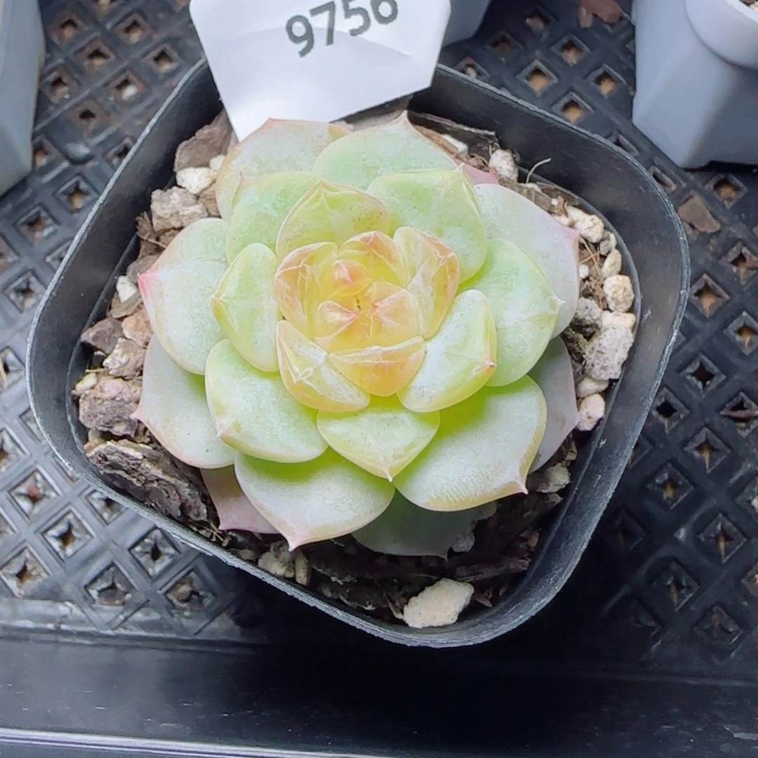 奶芙，9756多肉植物