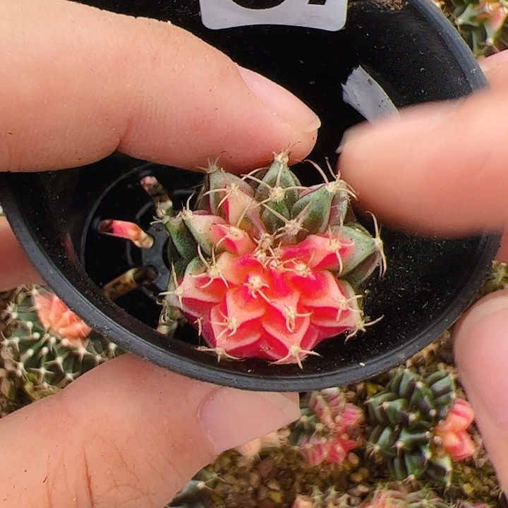 当前无花栽培后可以开花266