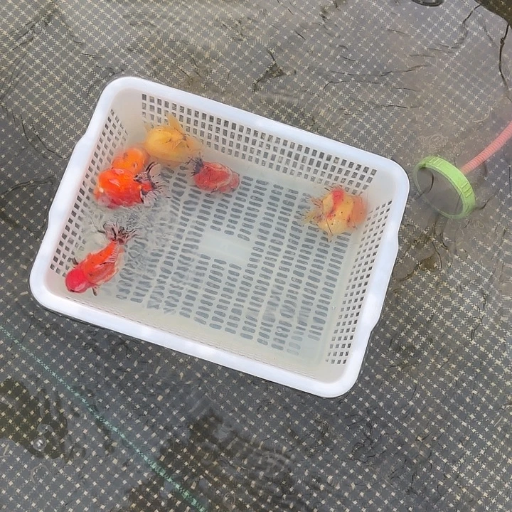 金鱼包邮645757586