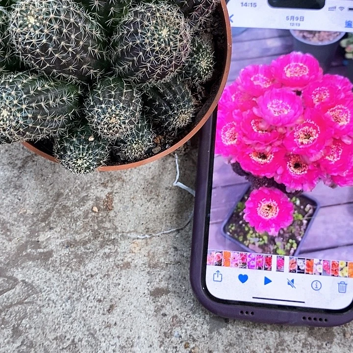 多头粉红女郎，157890