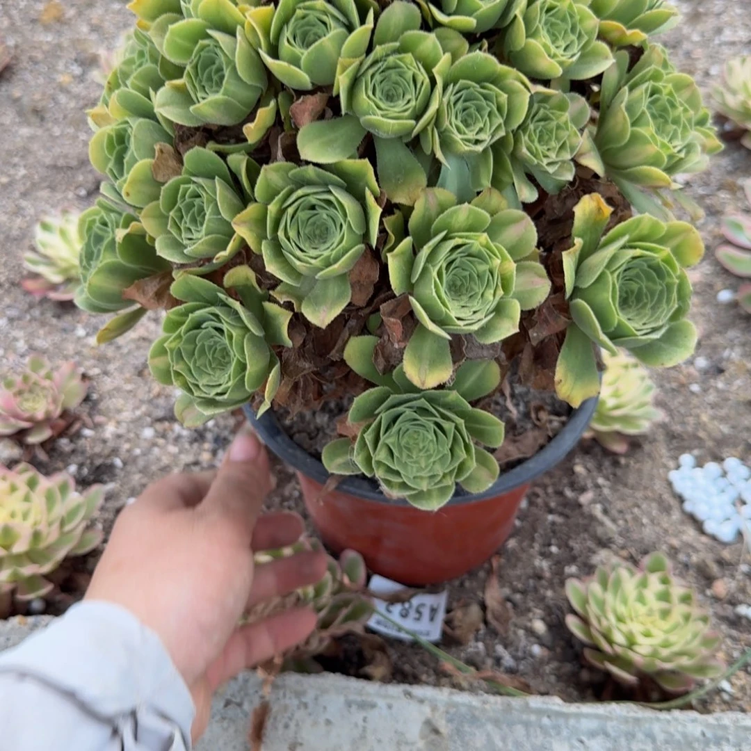 434琉璃。多肉植物