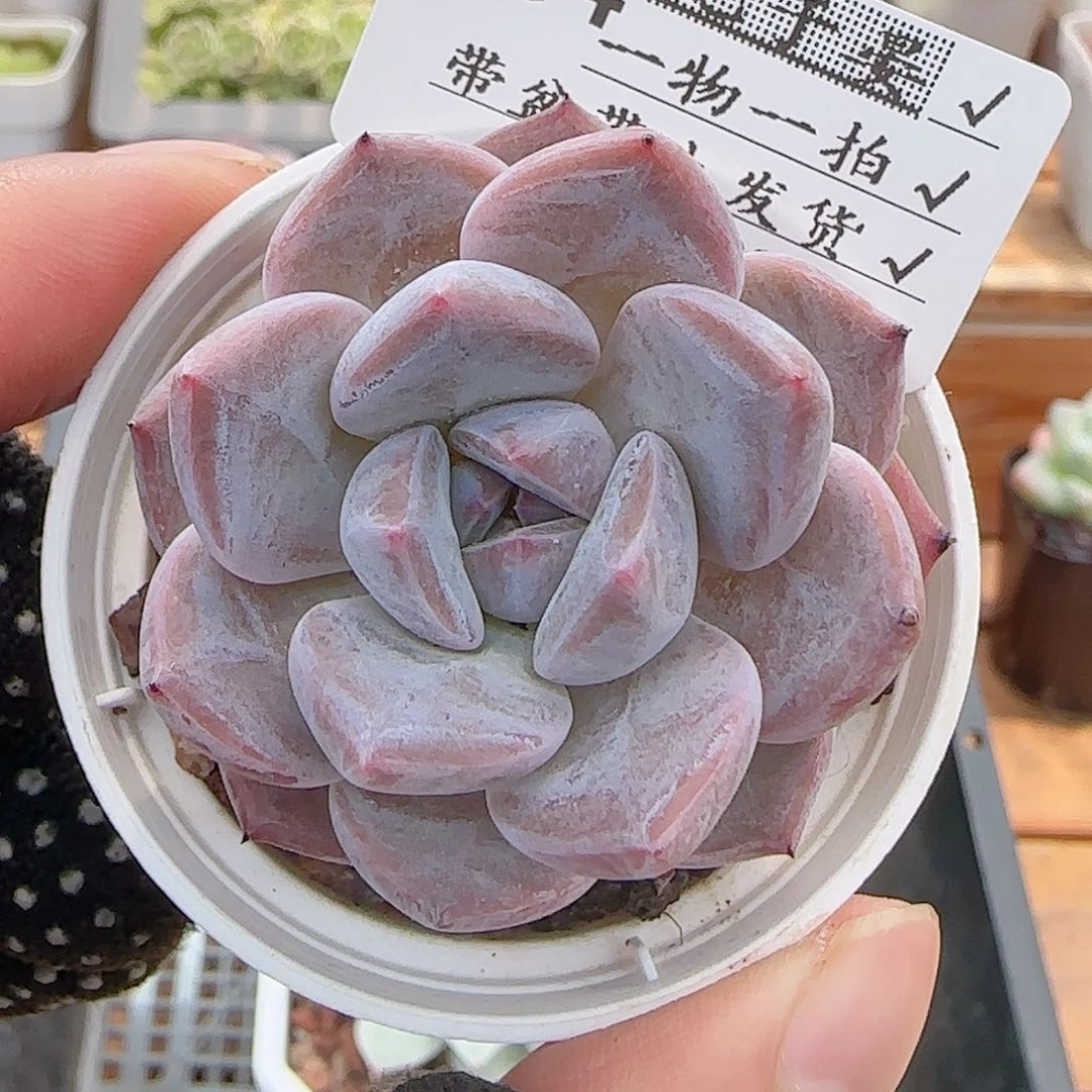 多肉0730-184暗纹系