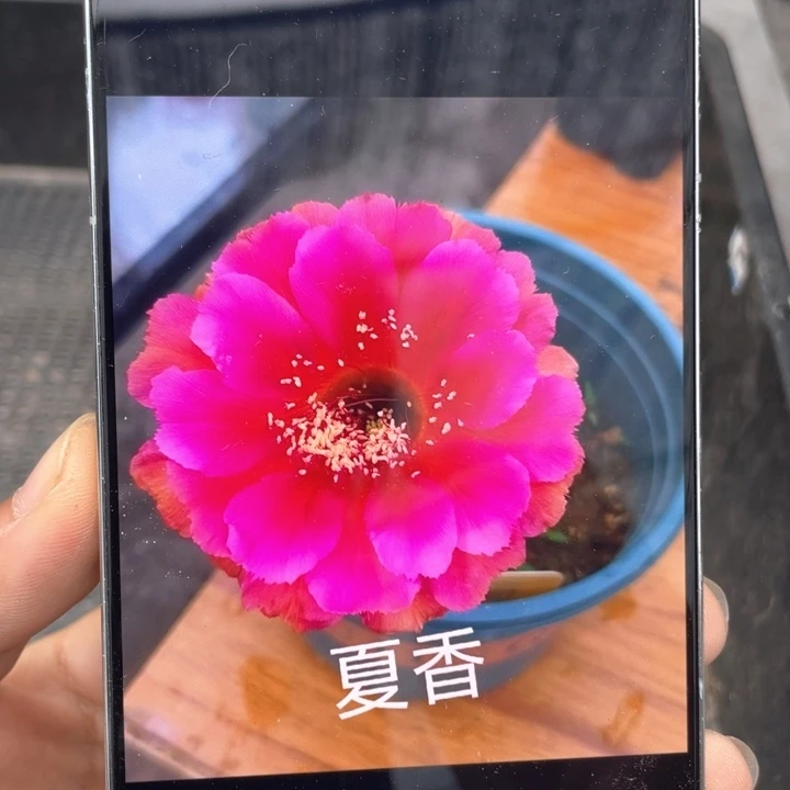 夏香五公分满18包邮