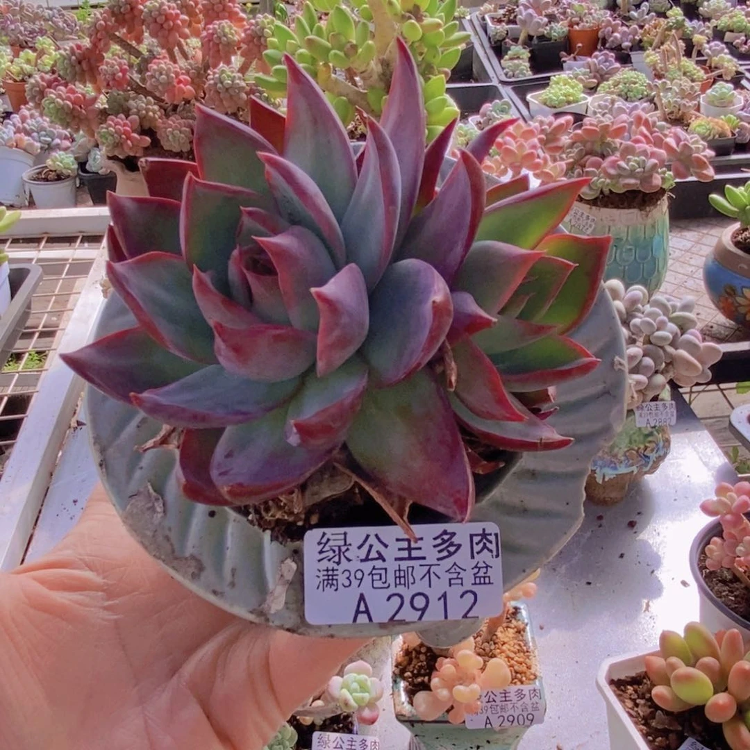 惊鸿仙子8cm2912多肉植物