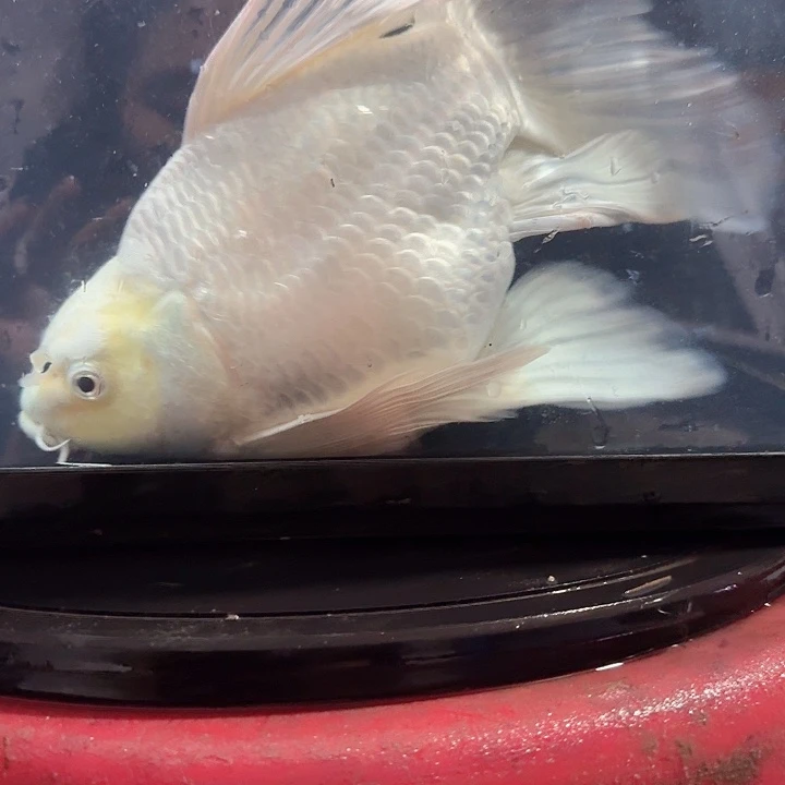 蝴蝶鲤鱼蝴蝶鲤包邮70