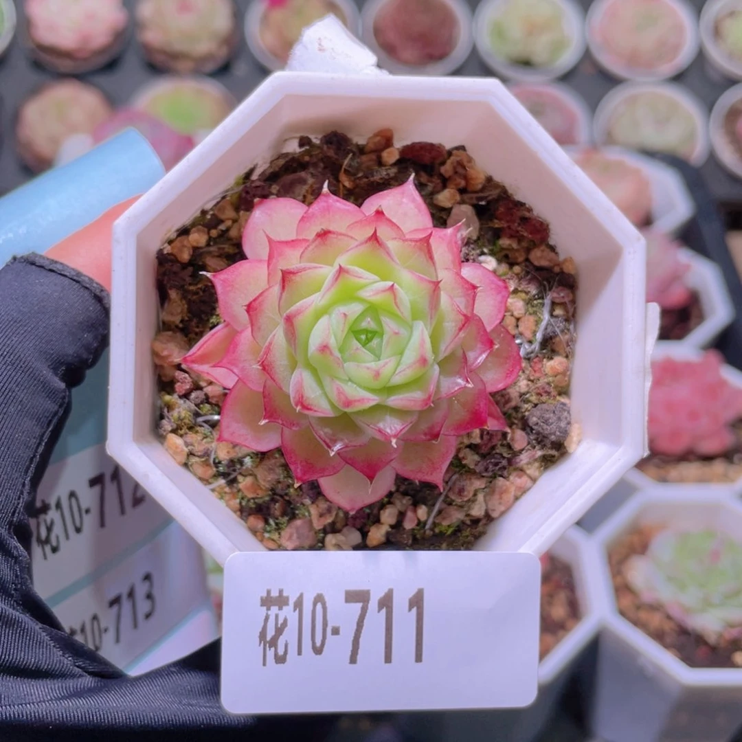 花利美10-711女王玫瑰