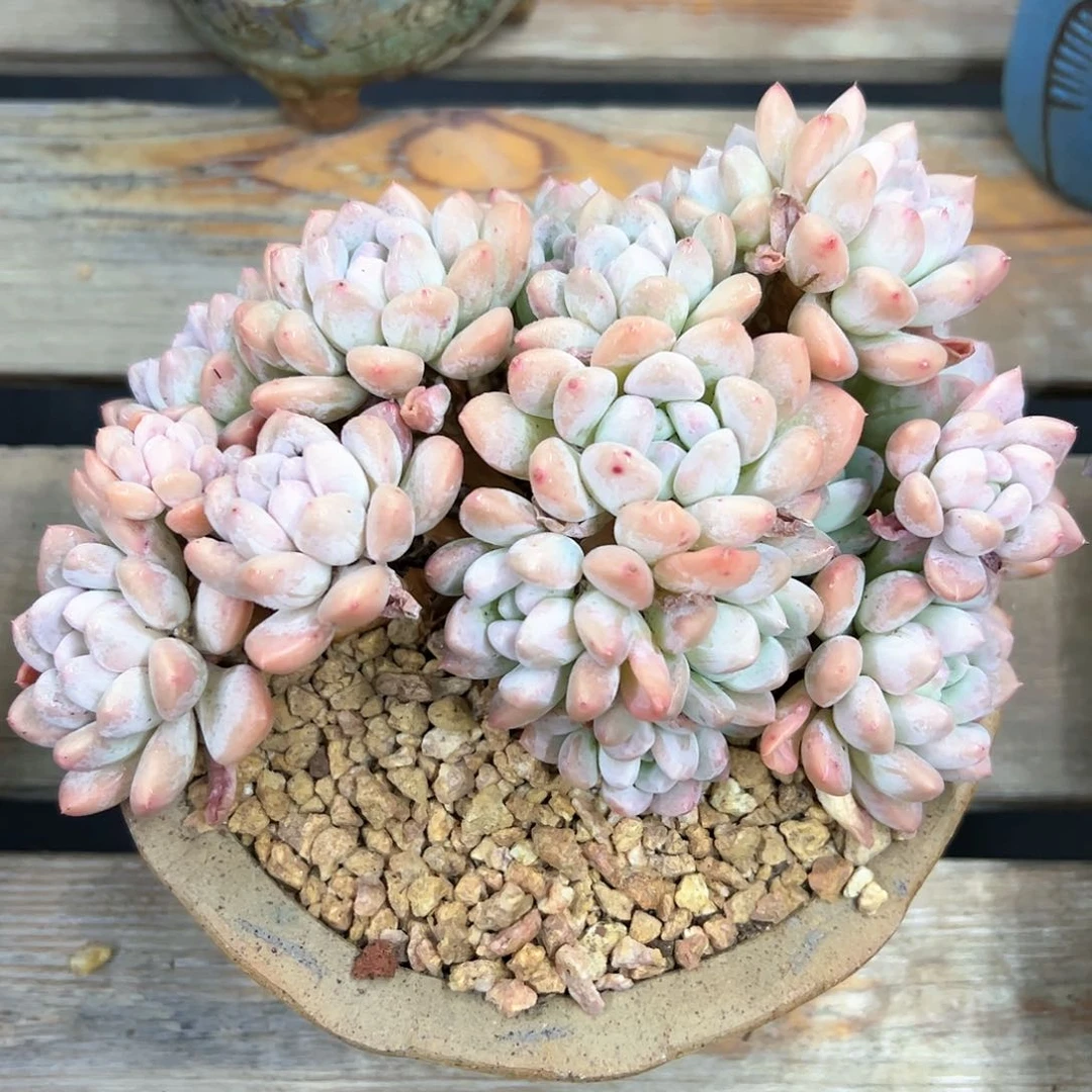 奶糖28 零零多肉植物