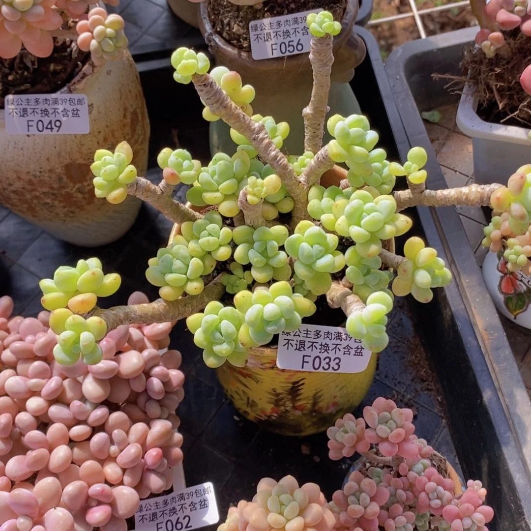 劳尔老桩13cm033多肉植物