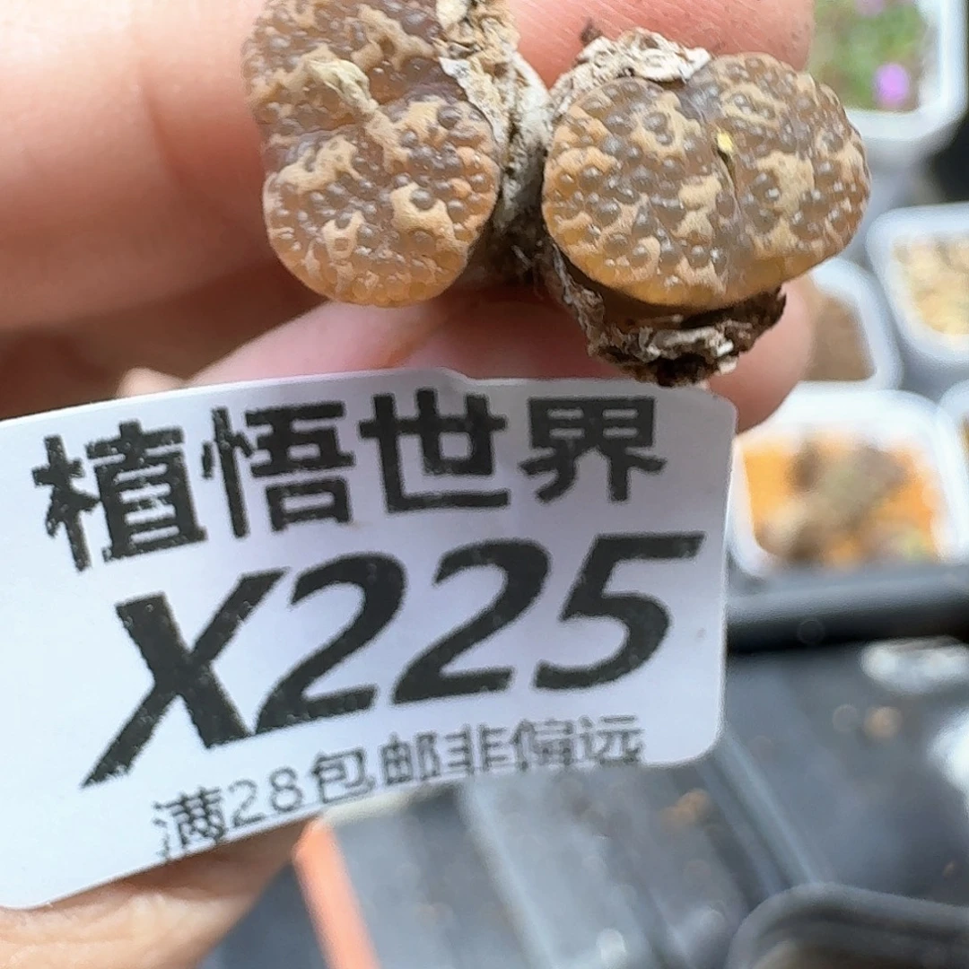 多肉植物的润泽和的多