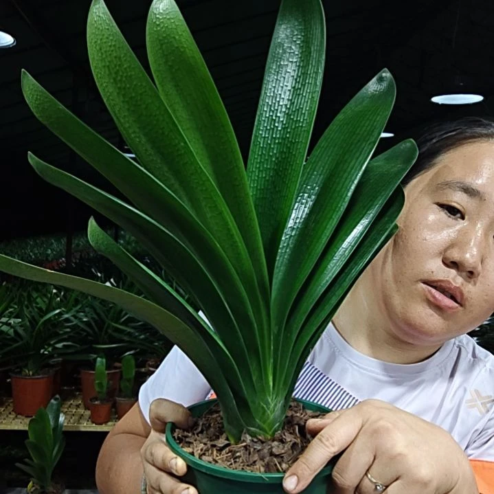 北***方无花朵北方    45