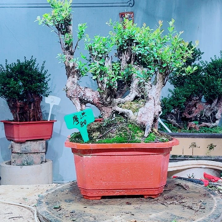 廖***涛无花朵盆景赤楠花香