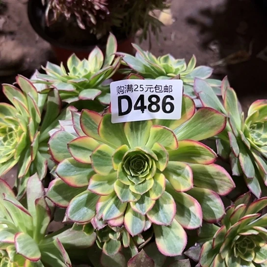 独**二多肉植物一个