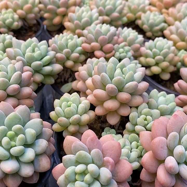 泡泡酱福利多多去拍