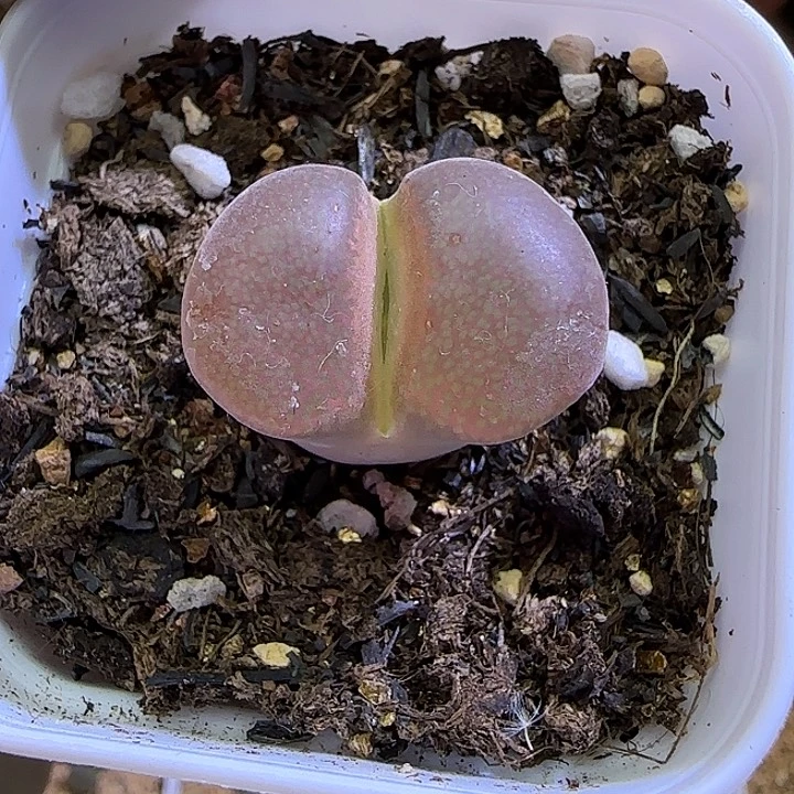 717德c10福利福利福利