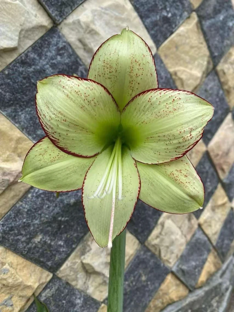 S孤挺花园 Green Ice 裸球