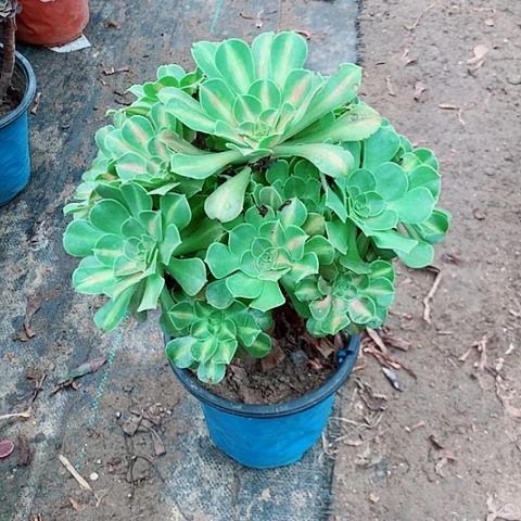 粉女乌中班法师植物30号
