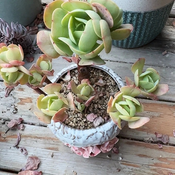 梵*❄多肉植物一物一拍