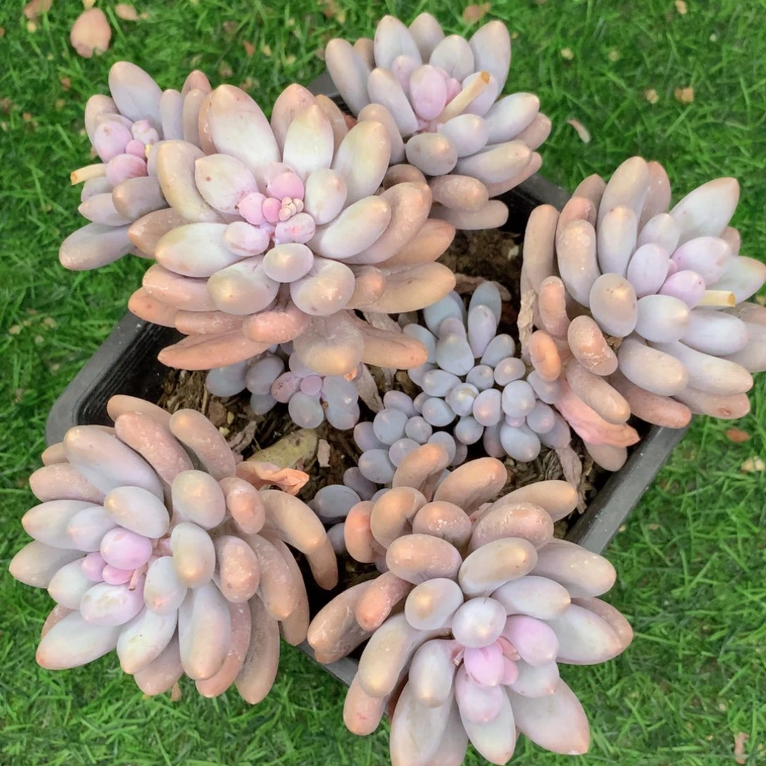 无花朵友家多肉一物一拍