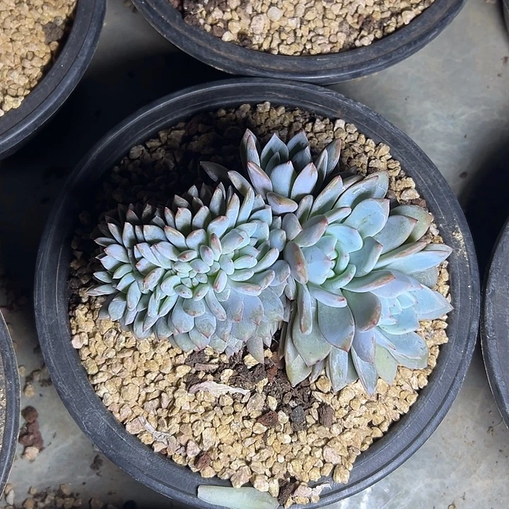 梦露群生缀化多肉