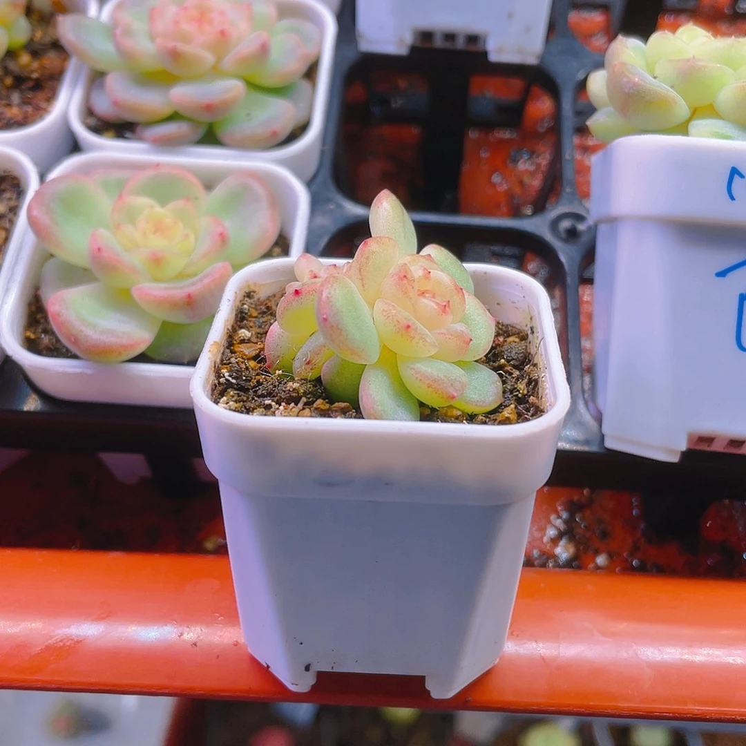 大*妮T109三头盆一个满25包邮