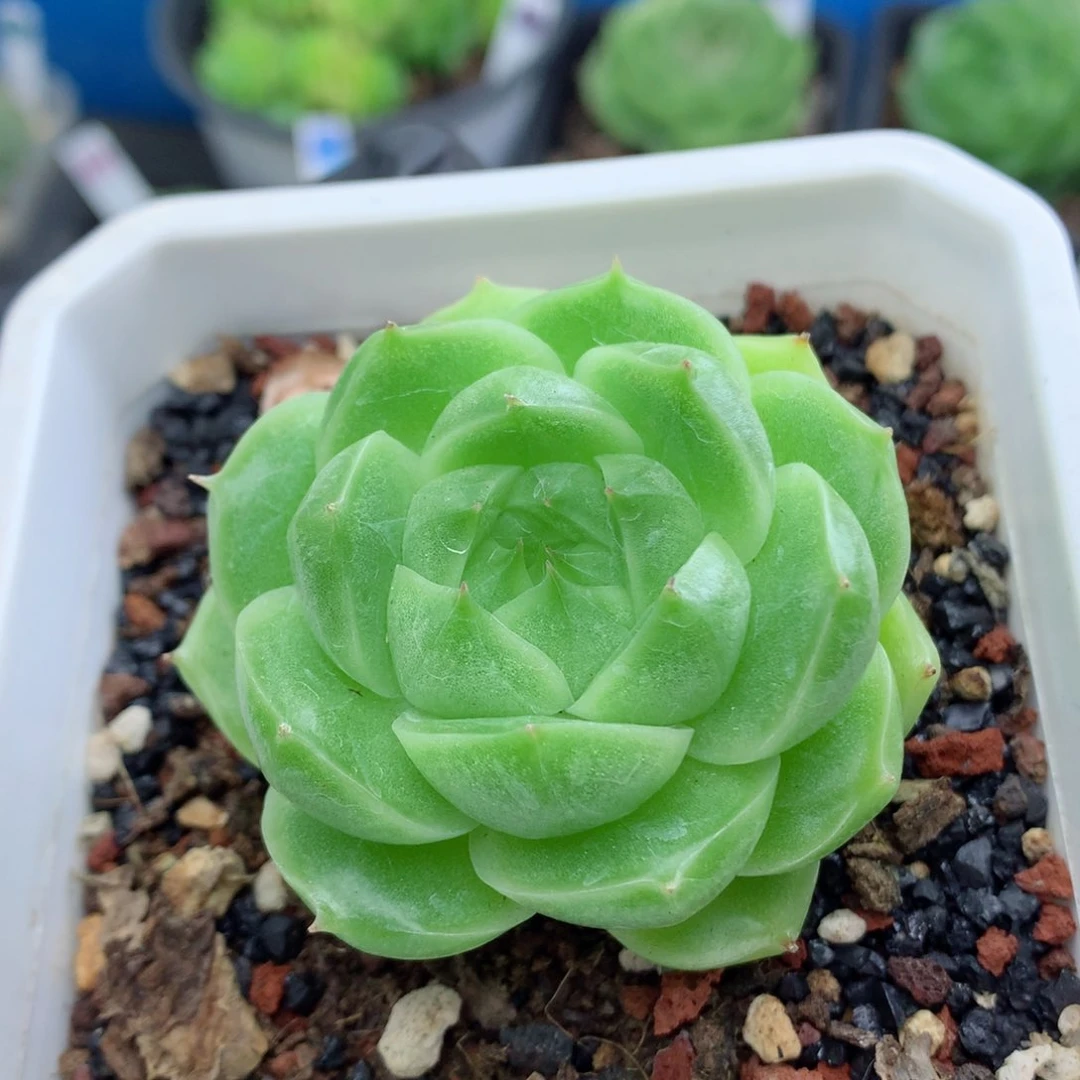 58包邮  群生不包整麦秆7
