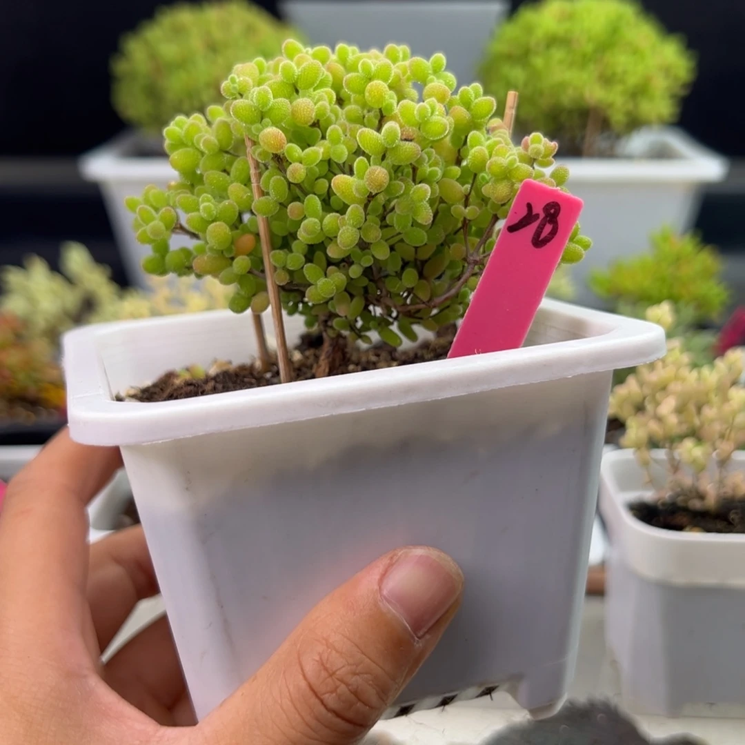 直腿蜜橘28号10cm盆