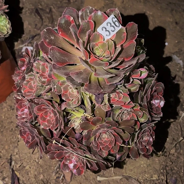 336水果糖多肉植物不售后