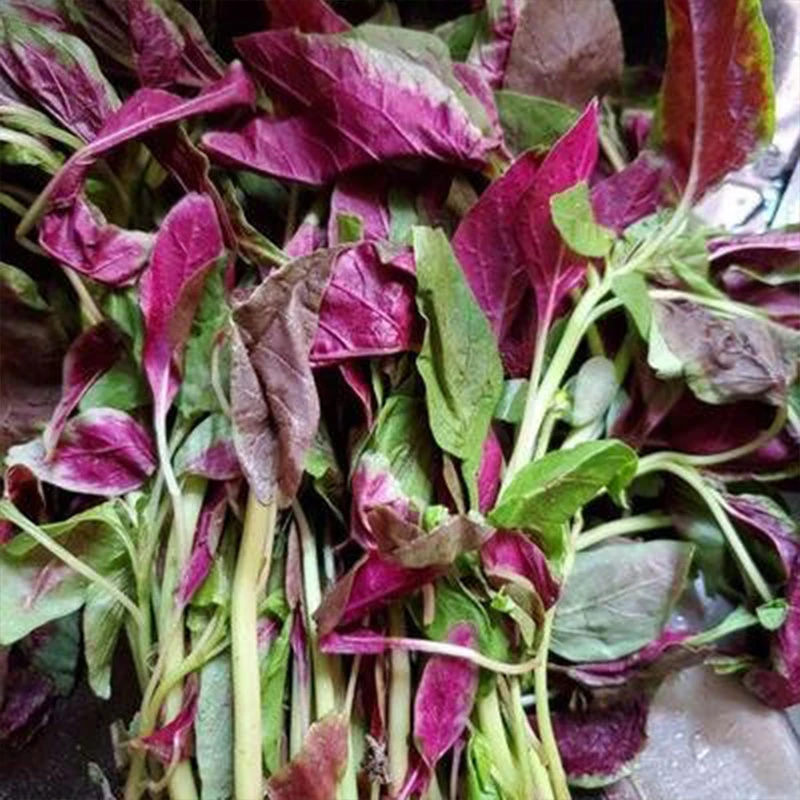 【全店满3包包邮】河南正宗玉米菜苋菜蔬菜种子