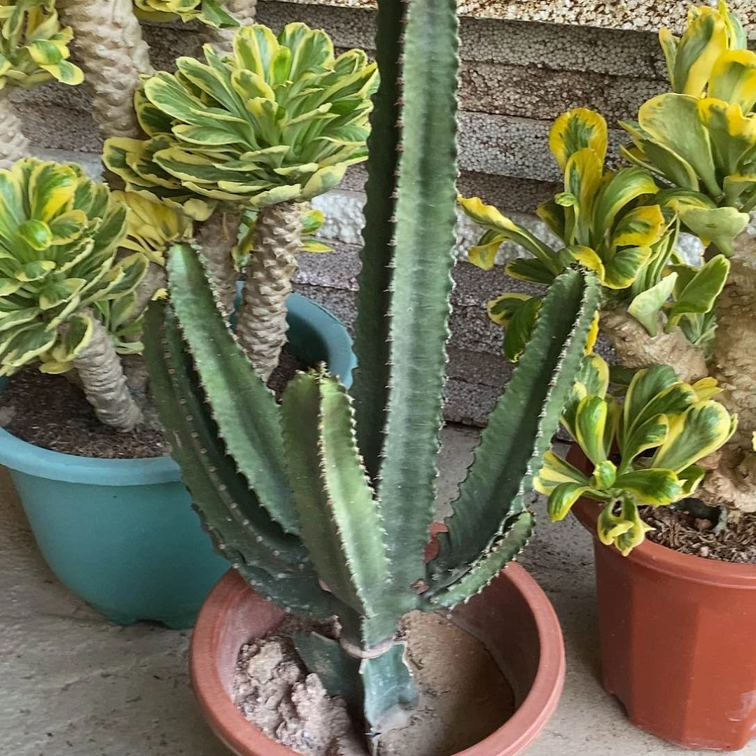 无花朵墨麒麟一物一拍