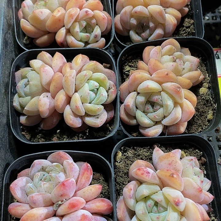 双头大刚毅带盆土发