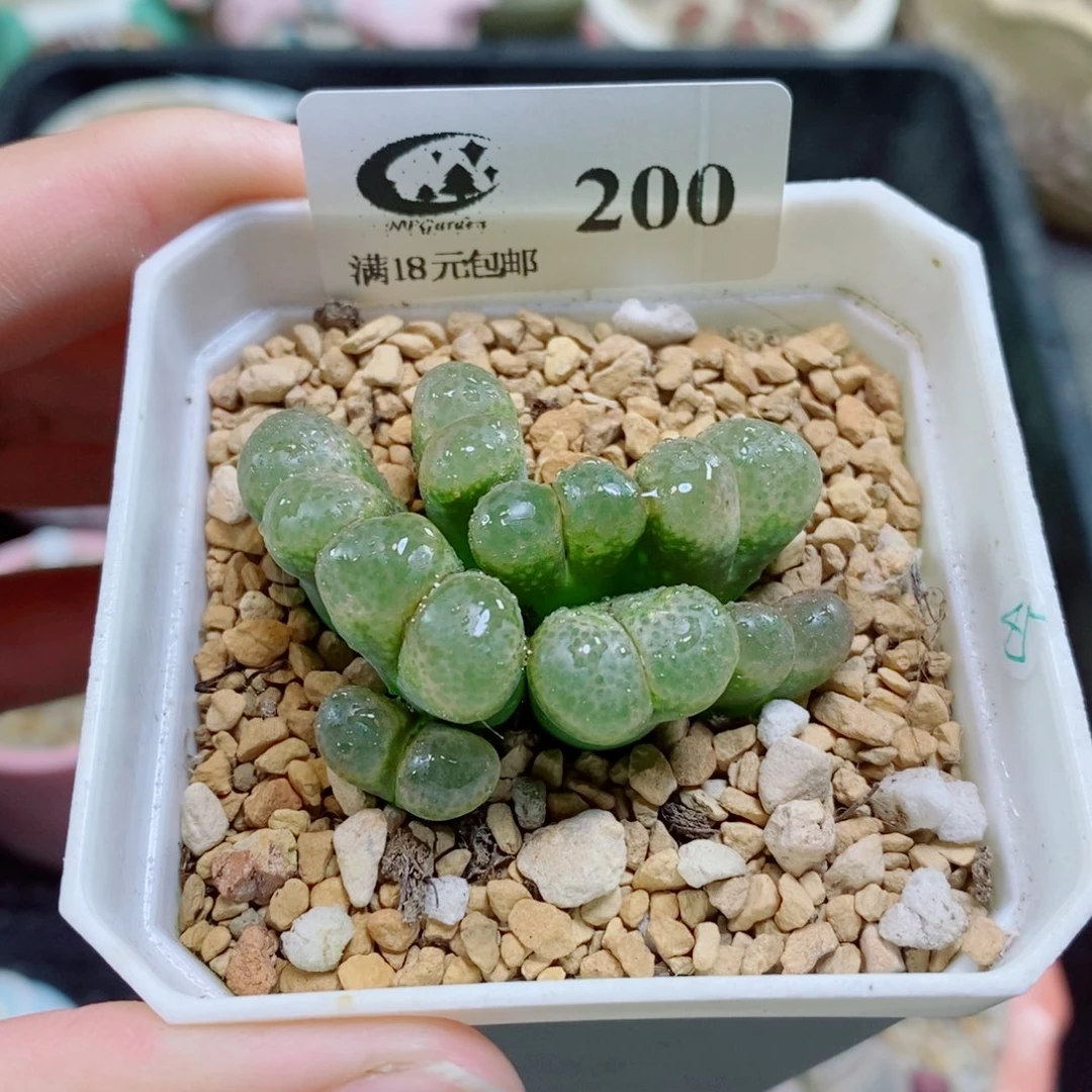 生石花花花花花花花200