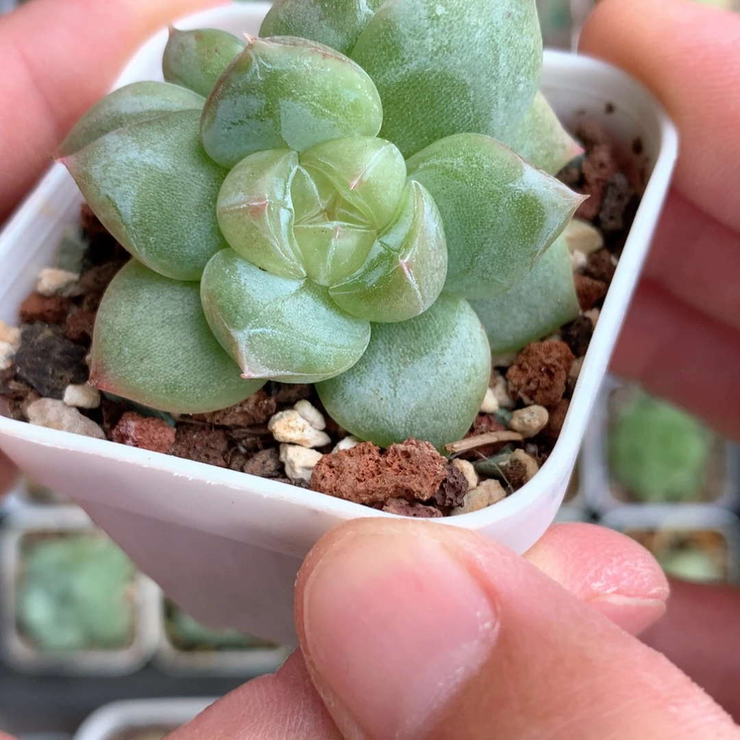 双头白糯心。        16号