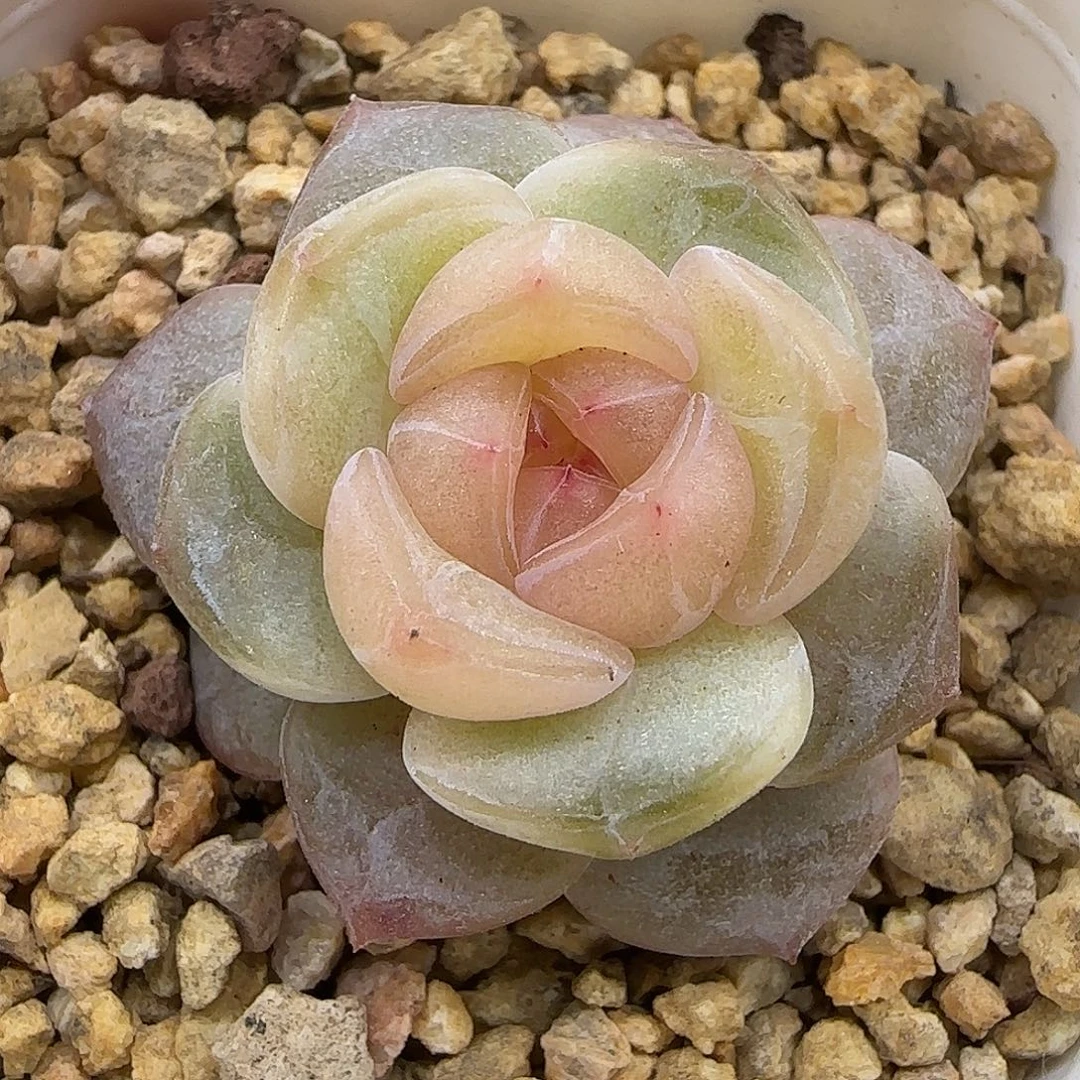 104糖心3.5厘米脱土发货