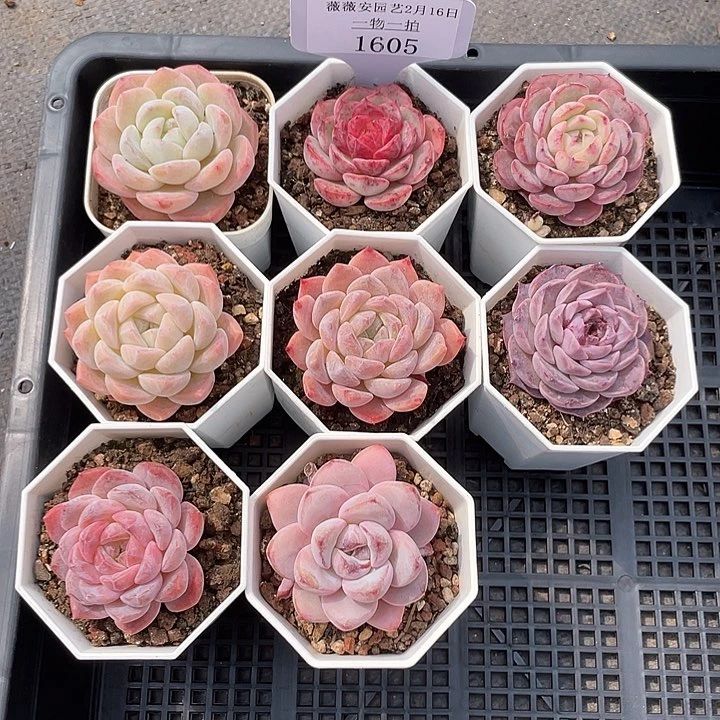 薇薇安园艺多肉1605